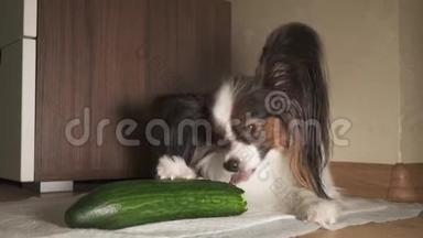 <strong>狗狗狗狗</strong>狗吃新鲜的绿色黄瓜胃口录像